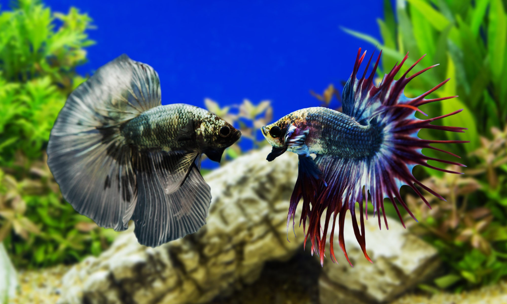 Два Бетта петушка на аквариумном фоне сине-зеленого цвета